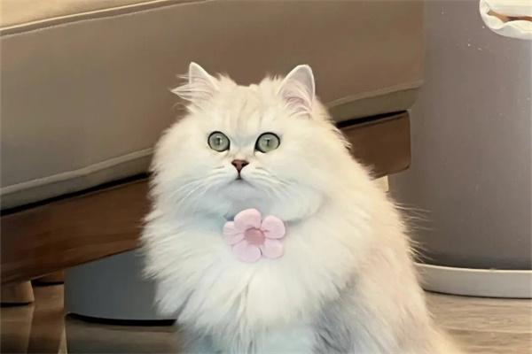 如何判断波斯猫是否纯种？从外观特征到血统证书全解析