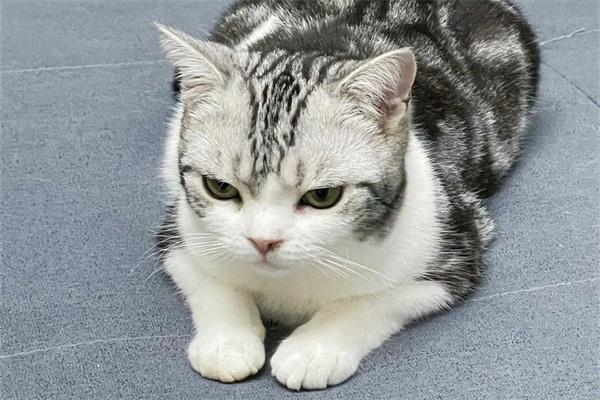 猫咪夜里频繁叫唤的常见原因及解决方法，让猫咪安静过夜