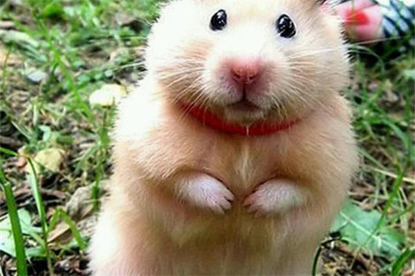 仓鼠为什么会站起来？