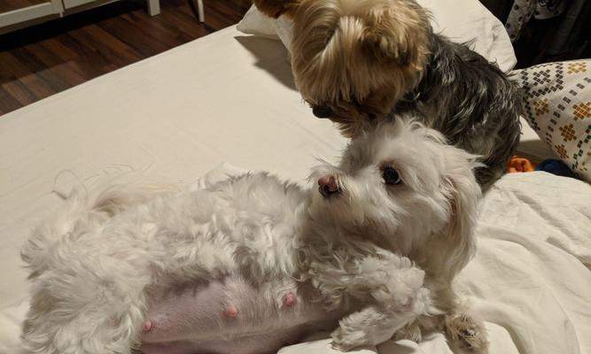 狗狗生了要注意的事项(禁食与不适合食用的食物) 狗狗生了要注意的事项(禁食与不适合食用的食物)