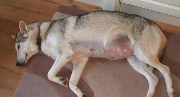 狗狗生了要注意的事项(禁食与不适合食用的食物) 狗狗生了要注意的事项(禁食与不适合食用的食物)