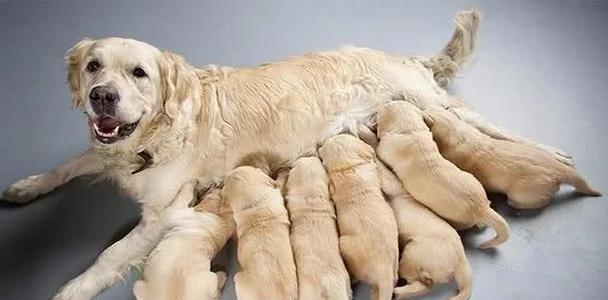 狗狗生了要注意的事项(禁食与不适合食用的食物) 狗狗生了要注意的事项(禁食与不适合食用的食物)