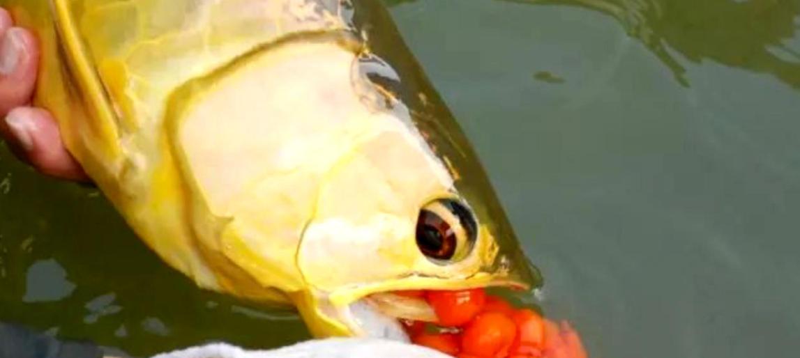 金鱼产卵的最佳饲养环境（探寻影响金鱼产卵的关键因素）