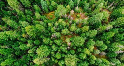 金鱼产卵的最佳饲养环境（探寻影响金鱼产卵的关键因素）