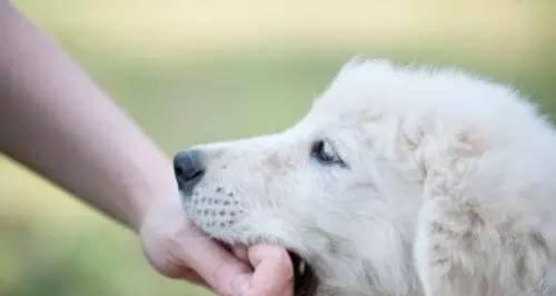 被宠物狗咬后不能吃的食物（宠物狗咬伤后需避免的食物及其危害）