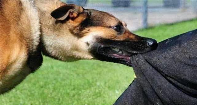 被宠物狗咬后不能吃的食物（宠物狗咬伤后需避免的食物及其危害）