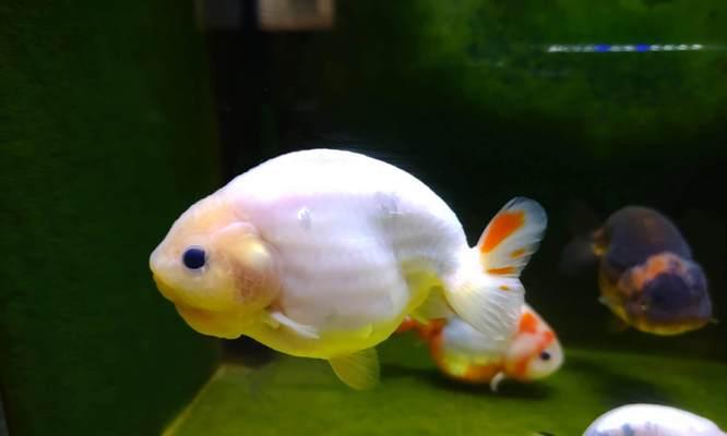 金鱼产卵环境关键因素解析，提升繁殖成功率