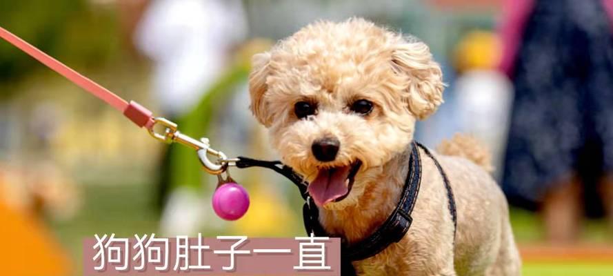 小狗为什么一直咕咕叫？（探索小狗咕咕叫背后的原因）
