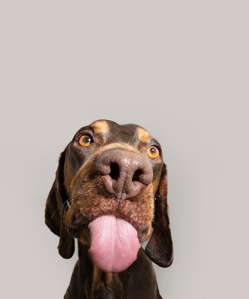 揭秘狗狗不停添嘴巴的原因（了解为什么狗狗会不断舔嘴巴，如何应对）