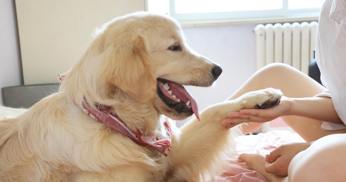 狗狗频繁舔嘴巴原因揭秘：从健康警讯到行为应对指南
