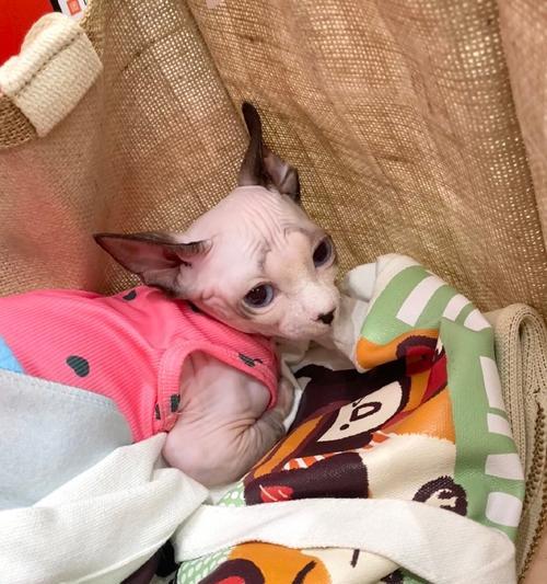 小狗咕咕叫原因解析：从情绪表达到健康警示