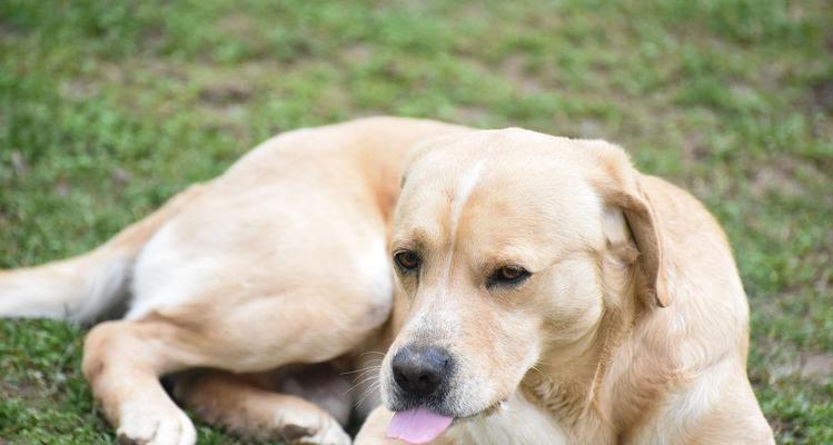 揭秘狗狗不停添嘴巴的原因（了解为什么狗狗会不断舔嘴巴，如何应对）