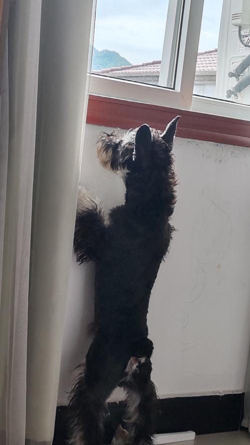 狗摇尾巴原因全解析：从喜悦到警觉的不同含义