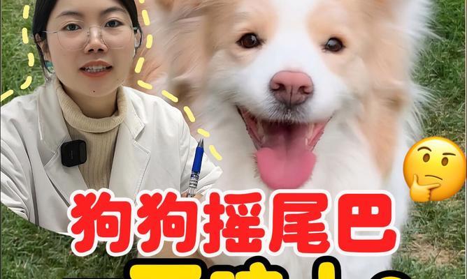 狗摇尾巴原因全解析：从喜悦到警觉的不同含义