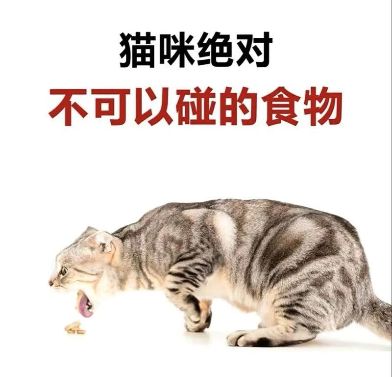 猫咪清淡饮食指南：健康食谱选择与营养搭配要点