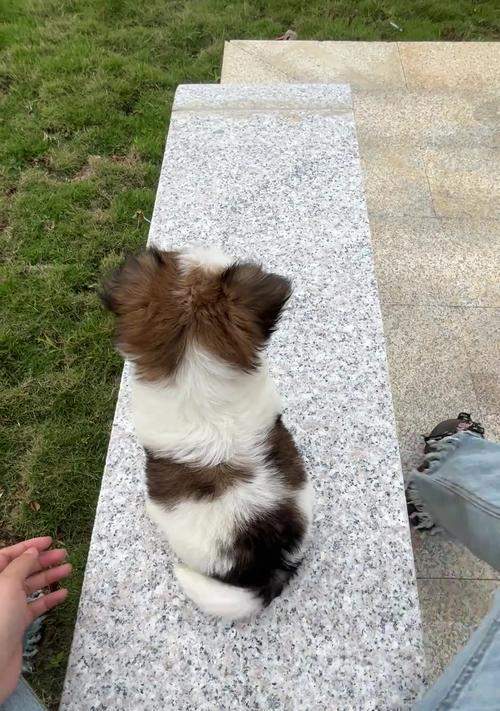 狗摇尾巴原因全解析：从喜悦到警觉的不同含义