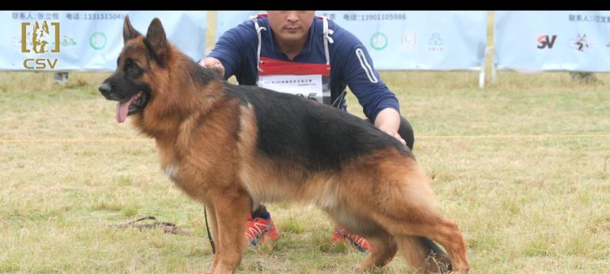 探寻自贡地区德牧种公选择标准与繁殖技巧 探寻自贡地区德牧种公选择标准与繁殖技巧
