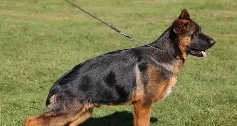 探寻自贡地区德牧种公选择标准与繁殖技巧 探寻自贡地区德牧种公选择标准与繁殖技巧