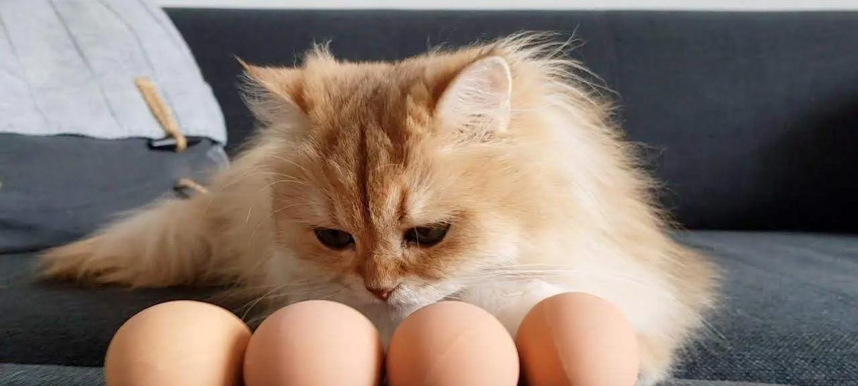 猫咪清淡饮食指南：健康食谱选择与营养搭配要点