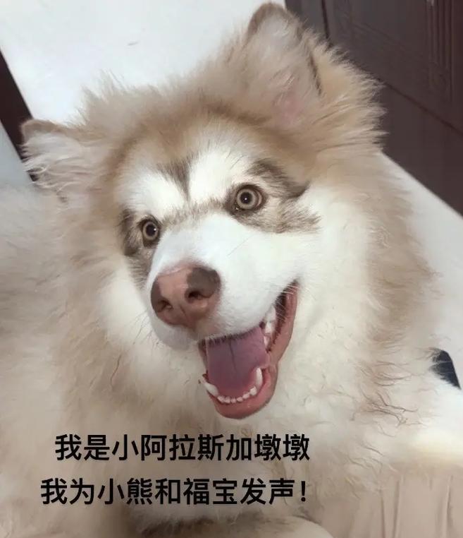 如何正确喂养阿拉斯加幼犬（关键饲养指南，助您培养健康快乐的阿拉斯加幼犬）