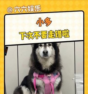 如何正确喂养阿拉斯加幼犬（关键饲养指南，助您培养健康快乐的阿拉斯加幼犬）