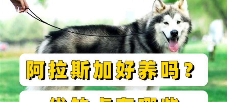 如何正确喂养阿拉斯加幼犬（关键饲养指南，助您培养健康快乐的阿拉斯加幼犬）