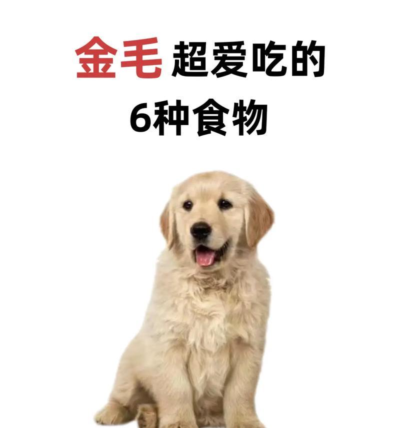 四个月小金毛的营养需求与适宜狗粮选择（关于四个月小金毛的狗粮选择和喂养建议）