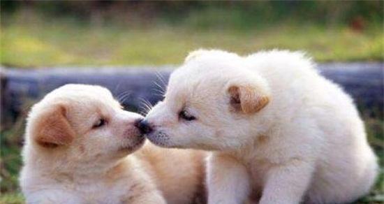 狗的出生数量与何种因素有关？（探索狗群数量的相关因素以及其中的关键因素）