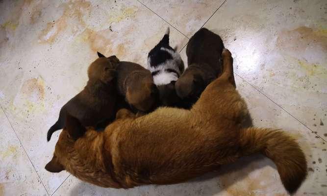 狗的出生数量与何种因素有关？（探索狗群数量的相关因素以及其中的关键因素）