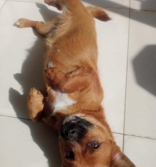 为什么狗会伸出舌头？（揭秘狗的舌头行为，探究其原因和意义）