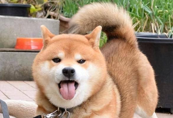 狗为什么伸舌头？揭秘散热、情绪与健康的舌头行为