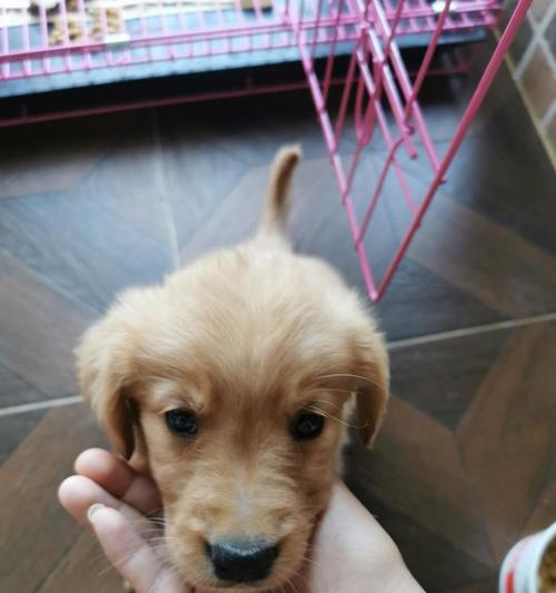 金毛幼犬成长全记录：活泼萌宠的家庭陪伴与养育心得