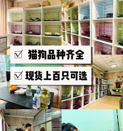 宠物起什么名字好听——寻找与宠物相匹配的独特名字（15个创意名字为您的宠物增添个性魅力）