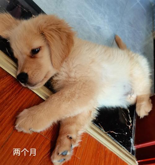 我的金毛宝贝——2个月大的金毛犬（天真活泼的小可爱，陪伴我度过美好时光）