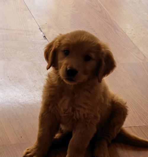 我的金毛宝贝——2个月大的金毛犬（天真活泼的小可爱，陪伴我度过美好时光）