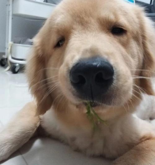 狗狗吃的草种类及对它们的影响（解析狗狗食草行为的原因和注意事项）