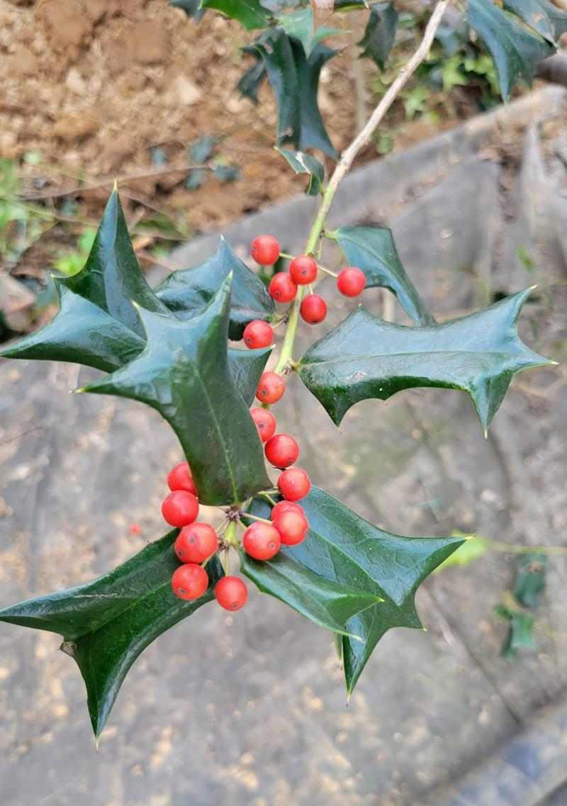 狗狗为什么吃草？解析食草行为的原因与安全注意事项