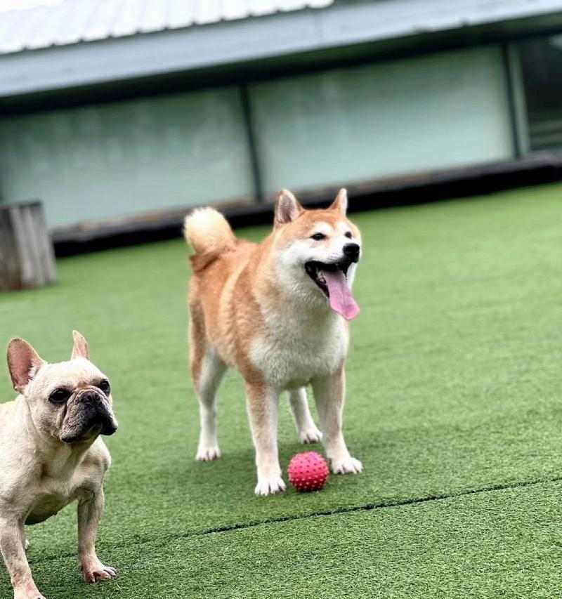 狗狗为什么会伸舌头喘？（探究狗狗伸舌头喘的原因及其重要性）