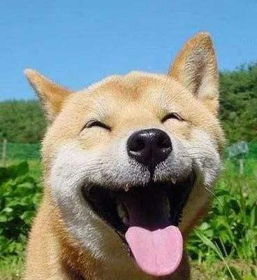 狗狗为什么伸舌头喘气？揭秘散热机制与健康信号