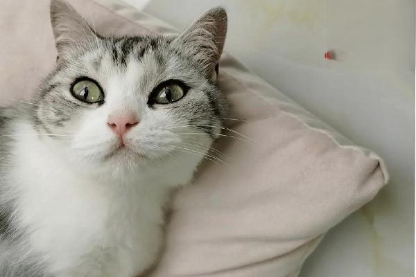 犬猫子宫内膜炎症状识别与治疗方案详解：从消炎到手术