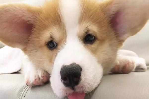 狗狗子宫脱出症状解析：识别不安努责与阴道分泌物等临床信号