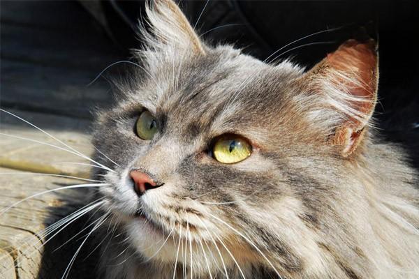 犬猫缺乳症症状与治疗指南：从乳房异常到科学催乳方案