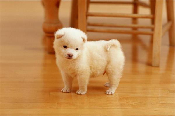 怎么知道狗狗是否超重? 怎么知道狗狗是否超重?