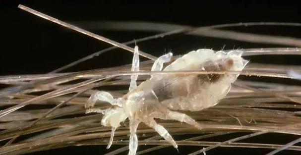 猫虱子生态习性解析与防治方法，保护猫咪健康