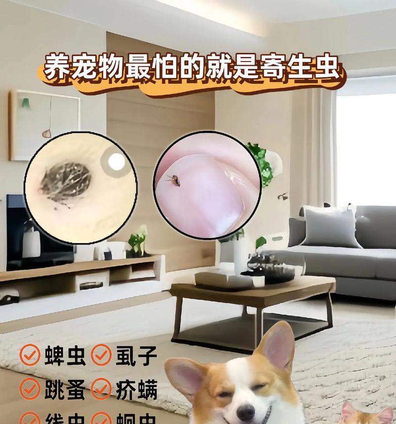 猫身上的虱子（解析猫身上的虱子及其生态习性）