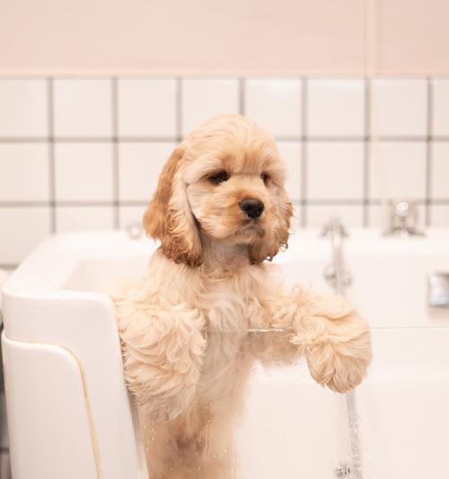 狗狗呕吐原因与处理方法，教你如何正确应对与预防