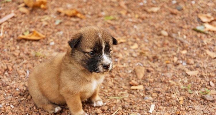 探寻神秘之美——棕色宠物狗的品种及特点（揭秘棕色宠物狗的独特魅力，了解其品种及特点）