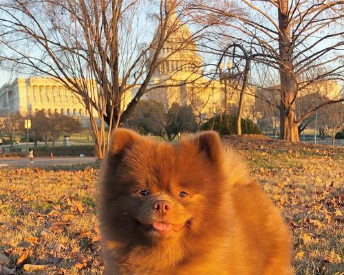 探寻神秘之美——棕色宠物狗的品种及特点（揭秘棕色宠物狗的独特魅力，了解其品种及特点）