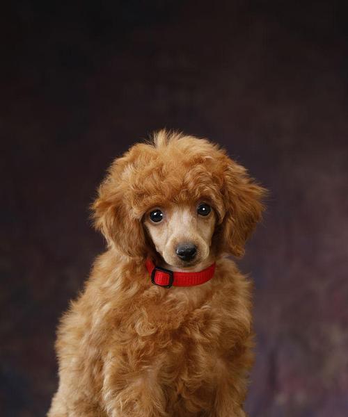 棕色宠物狗品种特点全解析，揭秘其独特魅力与养护之道