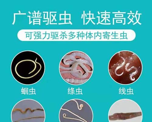 金毛幼犬驱虫指南：科学选择药物与健康喂养要点